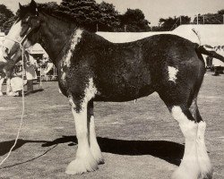 broodmare Phesdo Heather (Clydesdale,  , from Phesdo Super Scot)