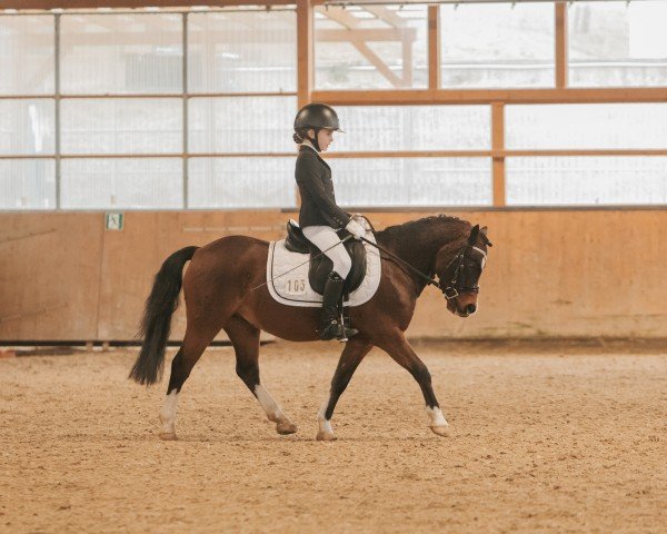 horse Baliente (Cruzado, 2012)