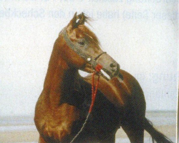 stallion AGS Sultan Hassan ox (Arabian purebred, 1994, from Alaa Ibn Tuhotmos EAO)