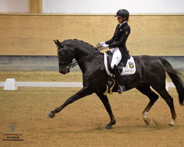 dressage horse Damon's Daylight (Westphalian, 2004, from Damon Hill)