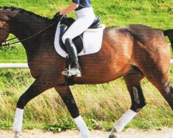 Dressurpferd Gosa (Mecklenburger, 2015, von Goldschmidt) Dressurpferd Gosa (Mecklenburger, 2015, von Goldschmidt)