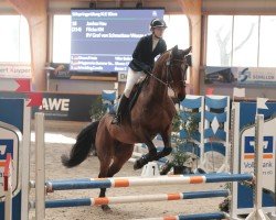 jumper Flicka KN (Westphalian, 2014, from Feedback 16)