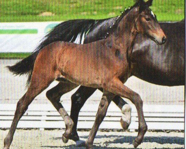 horse Hengst von Fidelity / Sir Oldenburg (German Sport Horse, 2023, from Fidelity)