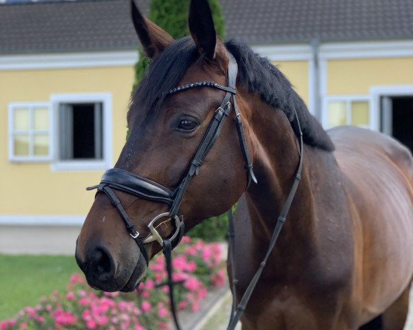 horse Lady Chicca (Oldenburg, 2015, from Lord Leopold 7)
