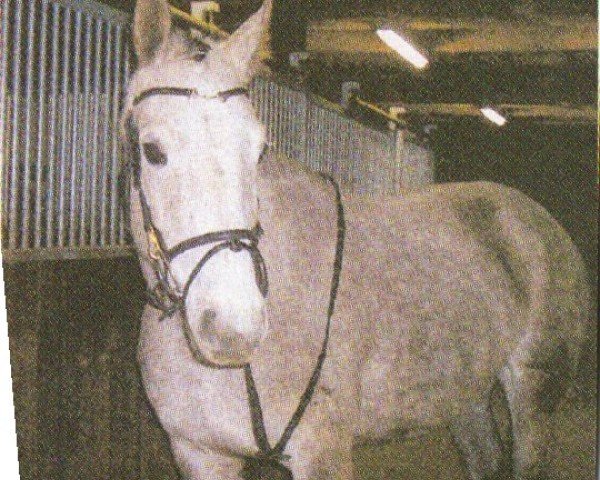 broodmare Walina (Saxony-Anhaltiner, 1998, from Wanderlust)