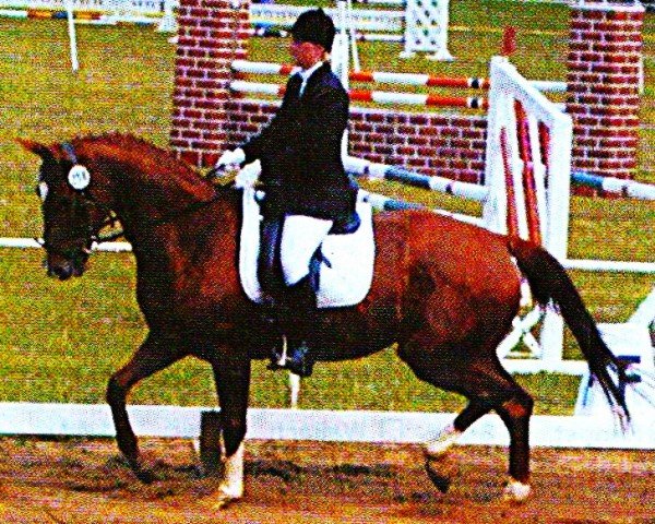Pferd Sinatra (Trakehner, 1998, von Sanssouci)