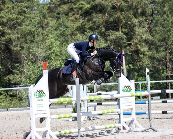 Springpferd Lindoctro (KWPN (Niederländisches Warmblut), 2016, von VDL Bubalu)