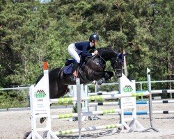 jumper Lindoctro (KWPN (Royal Dutch Sporthorse), 2016, from VDL Bubalu)