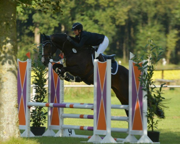 jumper Highflyer 3 (Oldenburg, 2018, from HICKSTEAD WHITE)