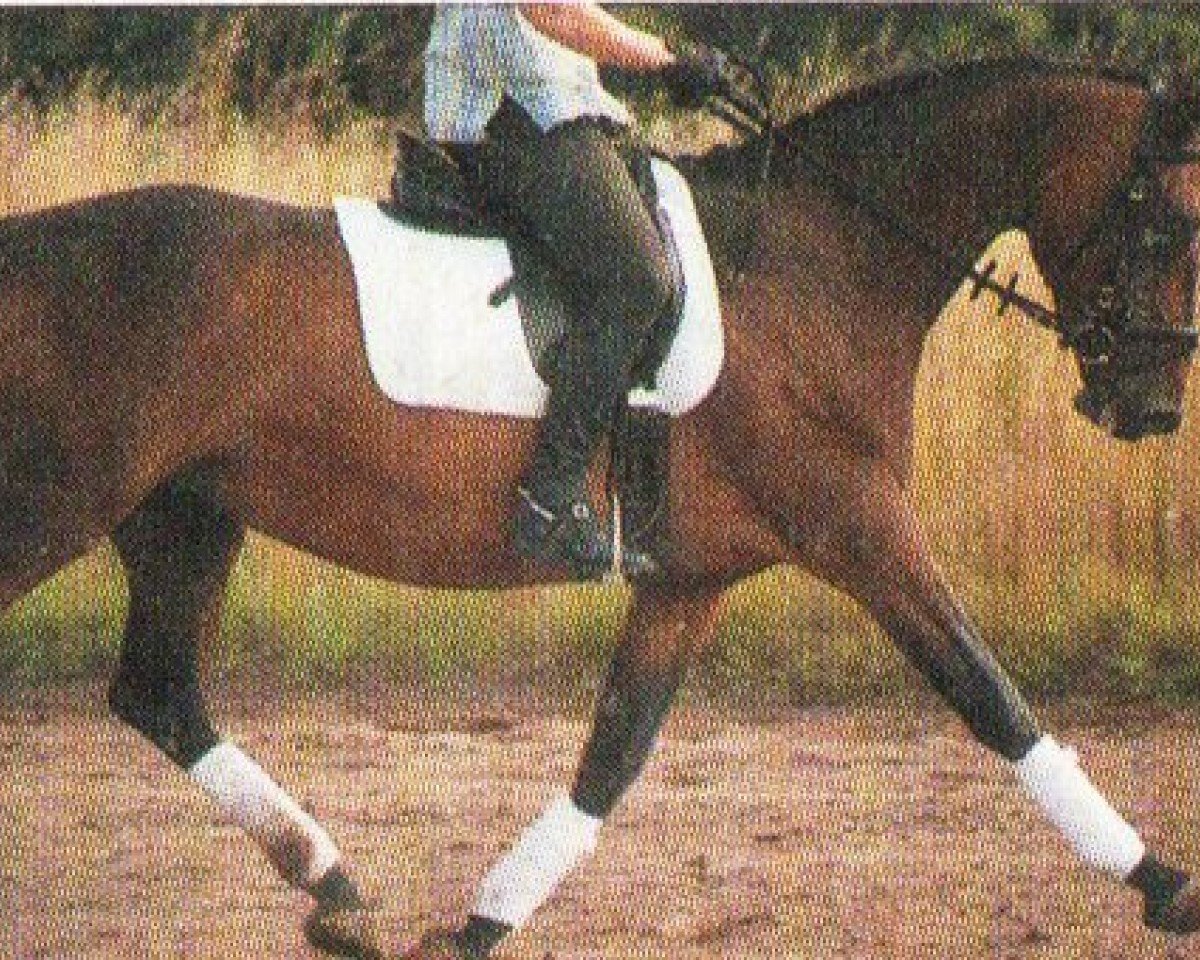 broodmare Mascha II (Holsteiner, 1997, from Lord Calidos)