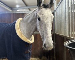 jumper Omega 43 (anglo european sporthorse, 2019, from Elton John)
