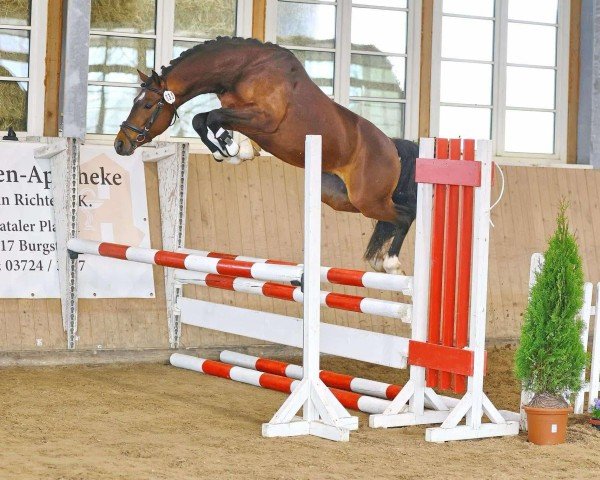 horse Nickelodeon (German Riding Pony, 2021, from Neverland WE)