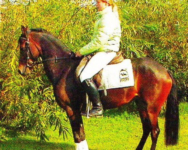 broodmare Pina Colada (German Riding Pony, 1999, from Playboy)