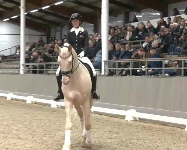 Westfälische OnLive Hengstschau Reitpferde 2025