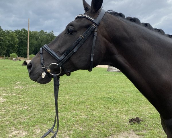 dressage horse Fior 4 (Oldenburg, 2015, from Fürstenball)