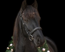 Dressurpferd Majo 15 (unbekannt, 2010)