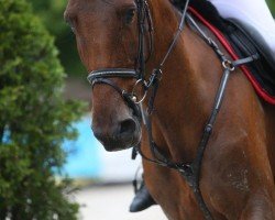Springpferd Cadenpa Z (Zangersheide Reitpferd, 2006, von Cadence van't Gelutt Z)