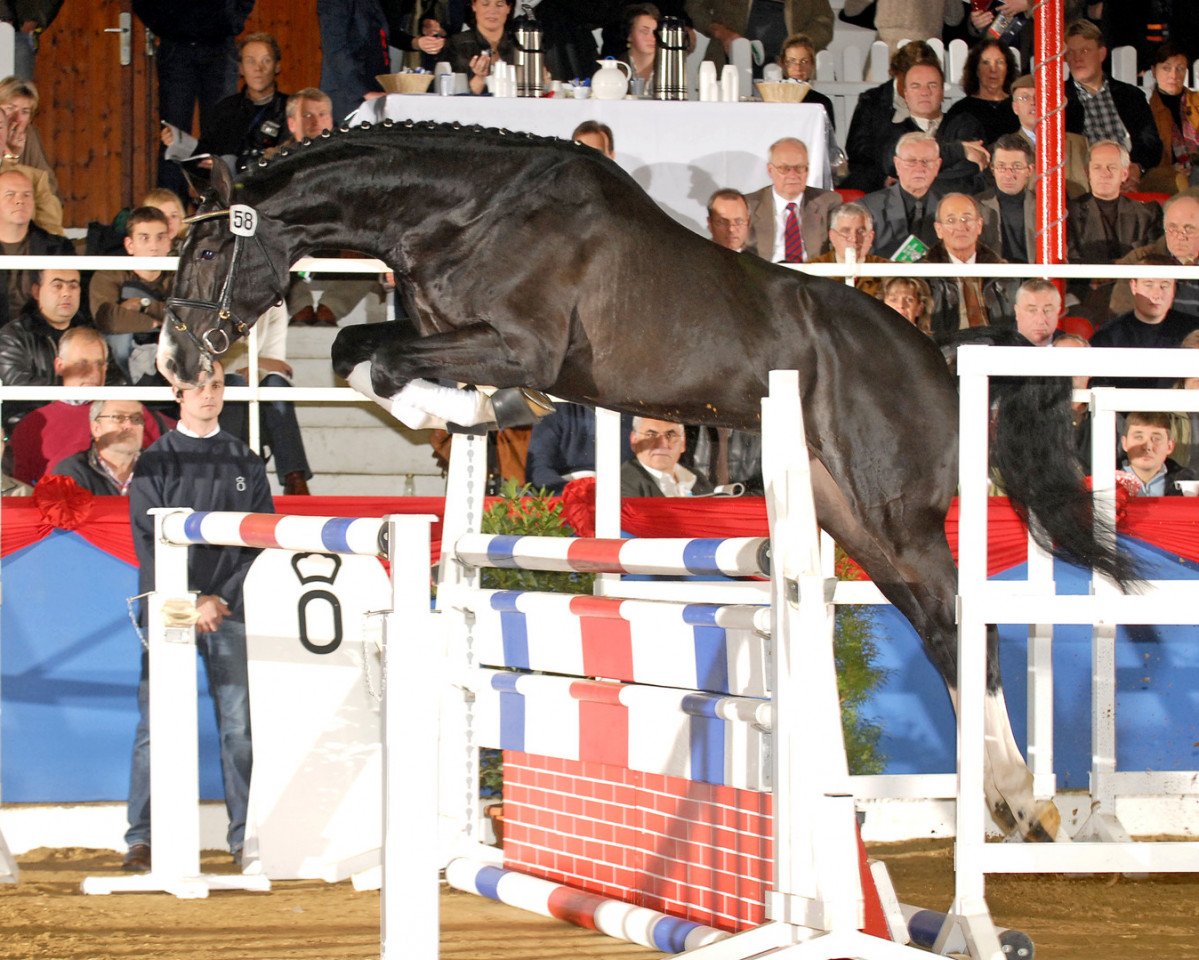 Deckhengst Jumex Sport Be Bravo (Oldenburger, 2005, von Balou du Rouet)
