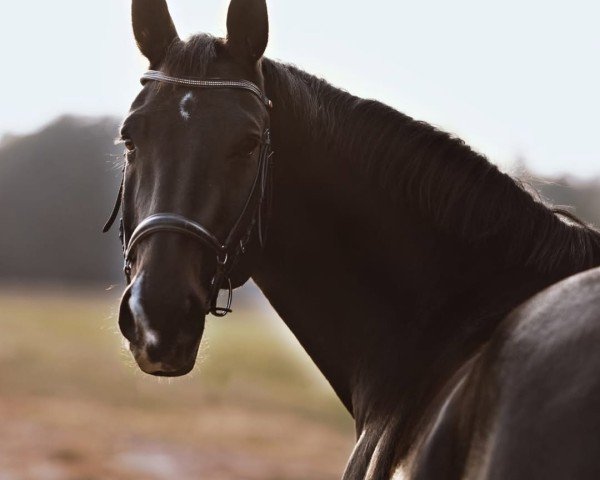 dressage horse Stavanger (German Sport Horse, 2006, from Stedinger)
