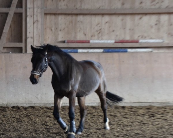 broodmare Caprice II (Oldenburg, 2006, from Godolphin)
