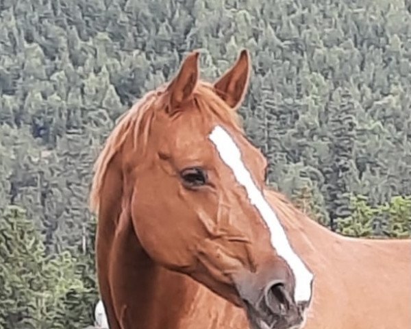 broodmare Waikiki (Bavarian, 2004, from Rivero II) broodmare Waikiki (Bavarian, 2004, from Rivero II)