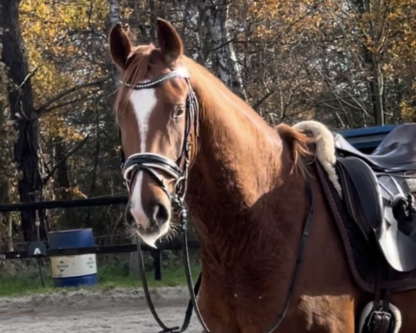 Pferd Fairyrose (Hannoveraner, 2021, von For Romance I)