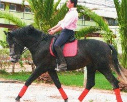 dressage horse Decidido 7 (Lusitano, 2009, from Napolitano)