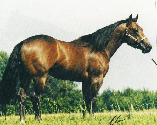 stallion Broadway BH (Quarter Horse,  , from Be Aech Enterprise)