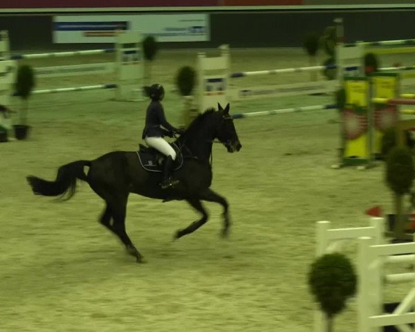 Reitturnier Mönchengladbach-Abtshof 2013