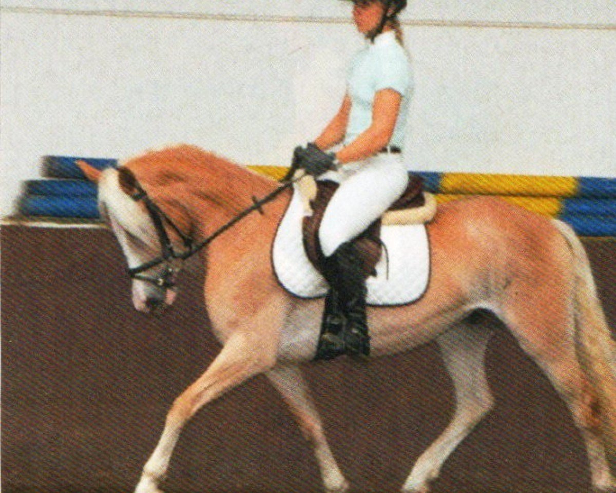 Dressurpferd Nebell (Haflinger, 2007, von Nachtstern)