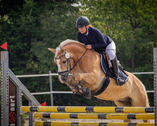 jumper Novalis 53 (Haflinger, 2011, from Natiello (0,39% ox))