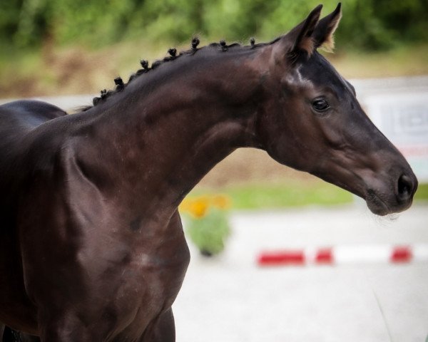 Pferd Moonlight Diamond (Oldenburger, 2021, von DSP Meridian)