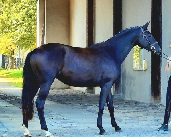 broodmare Klara (Trakehner, 2020, from Ivanhoe)