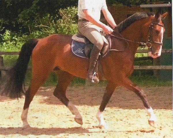 Springpferd Armani B (Westfale, 2006, von Aletto)