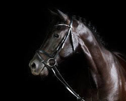 jumper Rebell 592 (Sachs-door. Heavy Warmbl., 2010, from Black Rain ox)