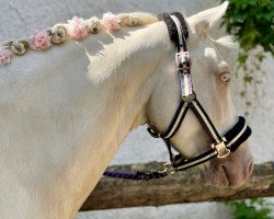 dressage horse Fair Play 197 (German Riding Pony, 2013, from Falsario de Color)
