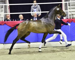 Deckhengst Blue Hors Zackerey (Dänisches Warmblut, 2014, von Zack)