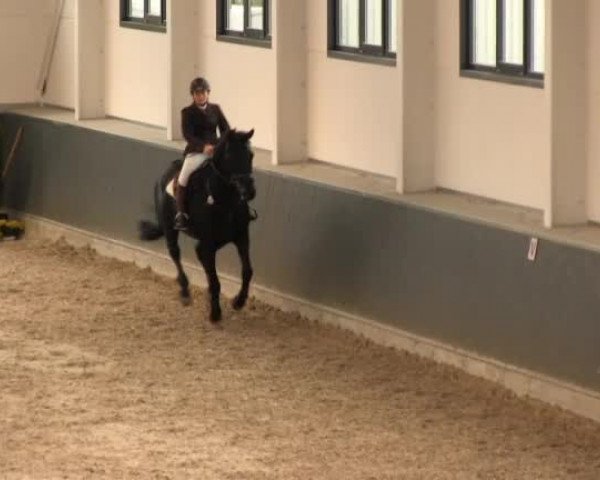 Springturnier auf dem Abtshof 2013