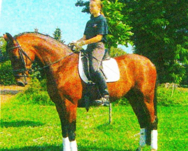 horse Goofy 72 (Hanoverian,  , from Golfstrom II)