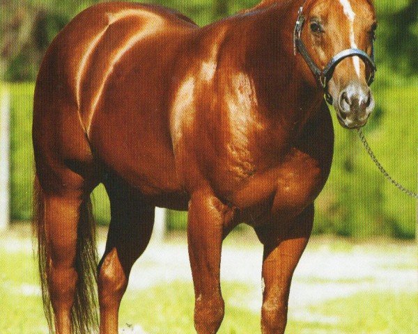 Deckhengst Sailin Ruf (Quarter Horse, 1998, von Lil Ruf Peppy)