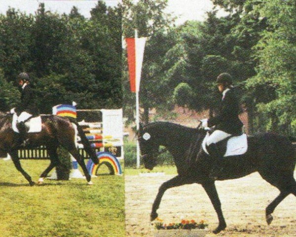 broodmare Quandira (Oldenburg, 2002, from Quando-Quando)