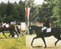 broodmare Quandira (Oldenburg, 2002, from Quando-Quando)