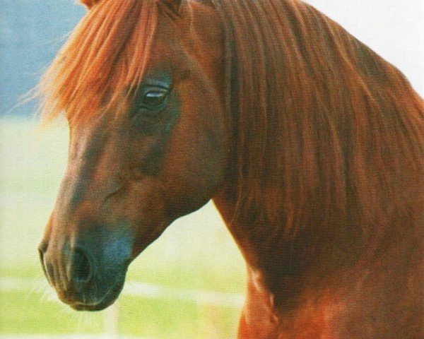 stallion Ses Topsail Whiz (Quarter Horse, 2002, from Tivios Tucker Check)