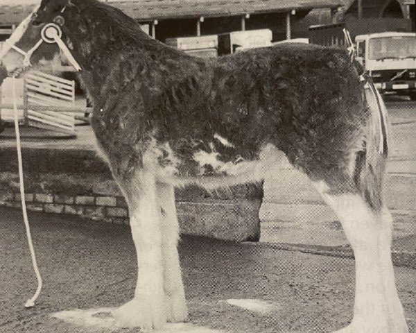 broodmare Mollinsburn Classic Pearl (Clydesdale, 1999, from Mollinhillhead Majestic)