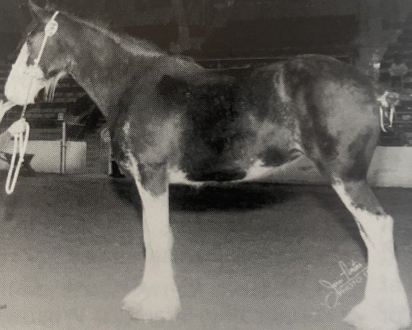 Zuchtstute Armageddon's Mistress Scheherazade (Clydesdale, 1997, von Broadlea Classic Joe)