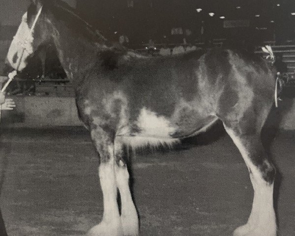Zuchtstute Armageddon's Mistress Agnes (Clydesdale, 1995, von Broadlea Classic Joe)