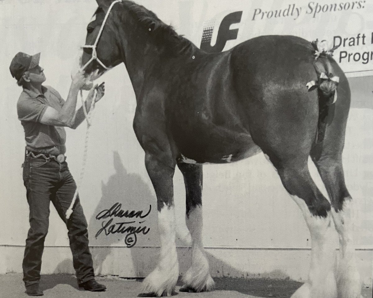 broodmare Triad's Wildcard (Clydesdale, 1996, from Ayton Perfection)
