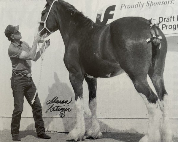 Zuchtstute Triad's Wildcard (Clydesdale, 1996, von Ayton Perfection)