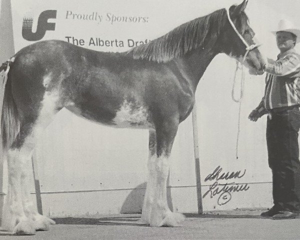 horse Langbank Jonathan's Jess (Clydesdale, 1998, from Belleau Annett's Adam)