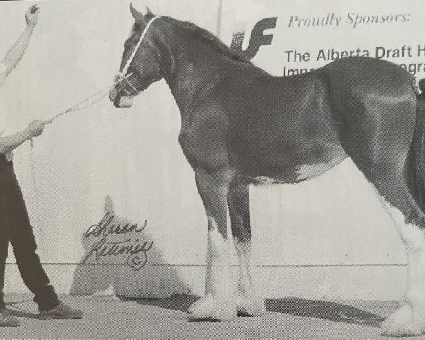 horse Cloverbar Wee Sprig O'Heather (Clydesdale, 1998, from Green Leaf Legend of Cloverbar) horse Cloverbar Wee Sprig O'Heather (Clydesdale, 1998, from Green Leaf Legend of Cloverbar)